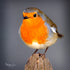JUMBO ART - BOBBIN ON THE GATE - HUGE 1 Metre Square Canvas